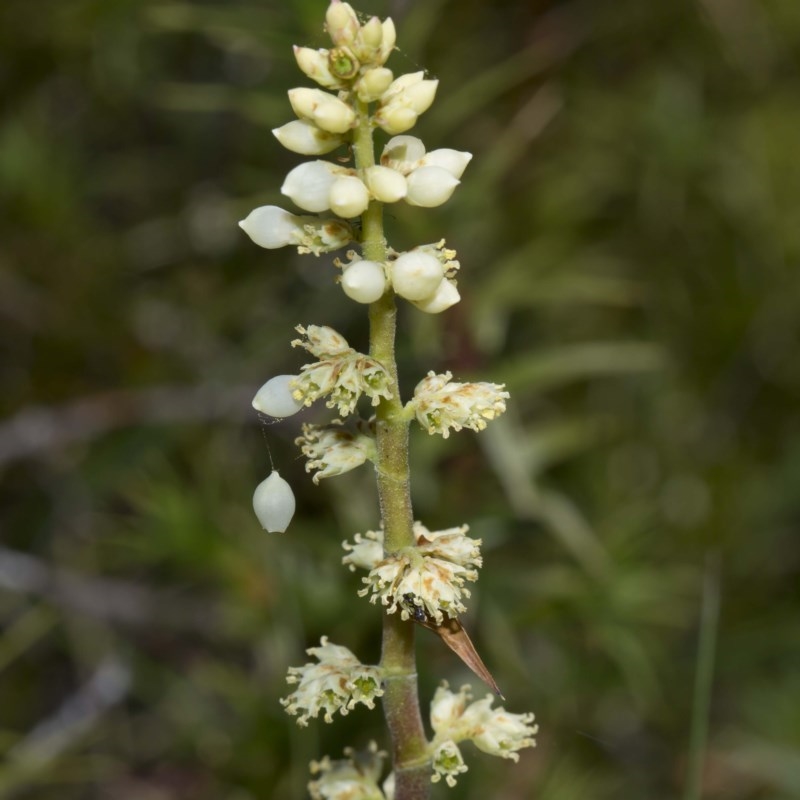 Dracophyllum continentis