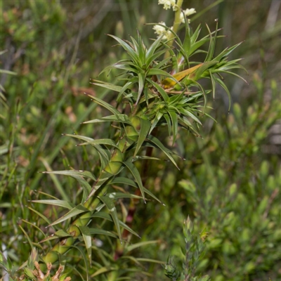 Richea continentis