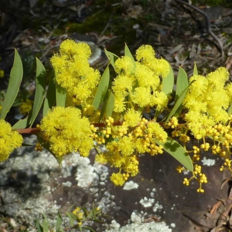 Acacia lunata