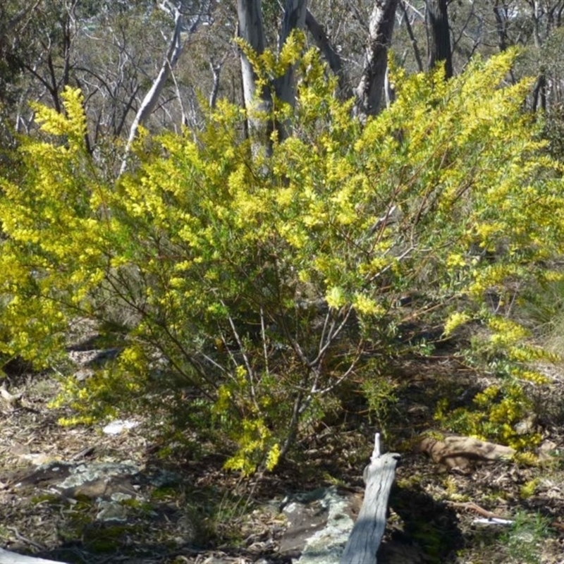 Acacia lunata