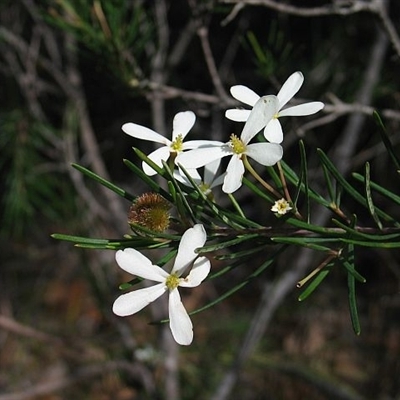 Ricinocarpos pinifolius