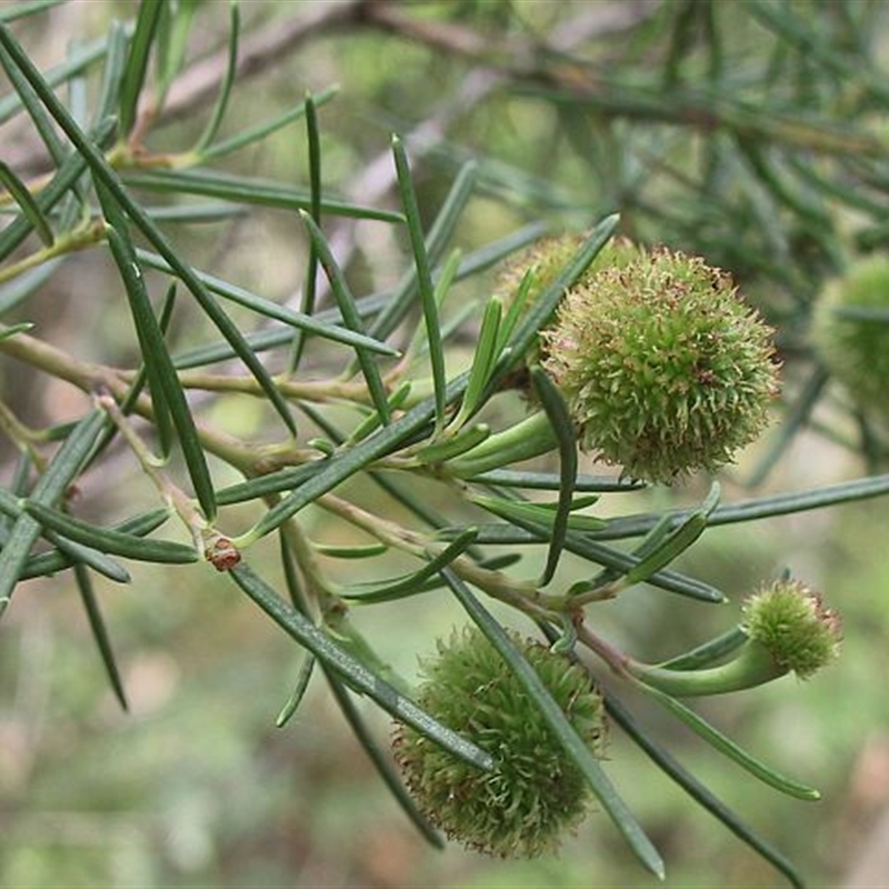 Ricinocarpos pinifolius