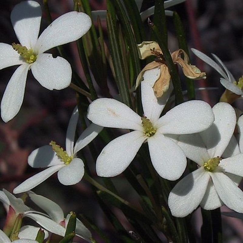 Ricinocarpos pinifolius