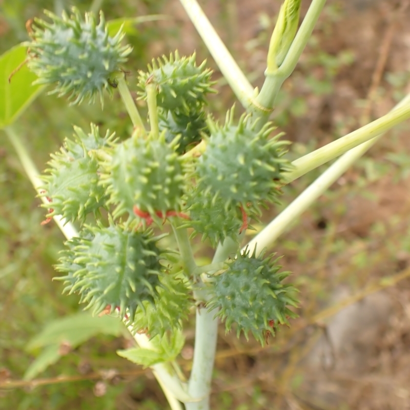 Ricinus communis