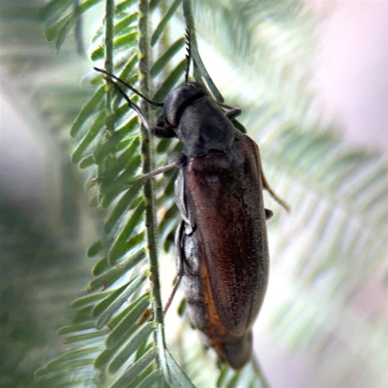 Ripiphoridae (family)