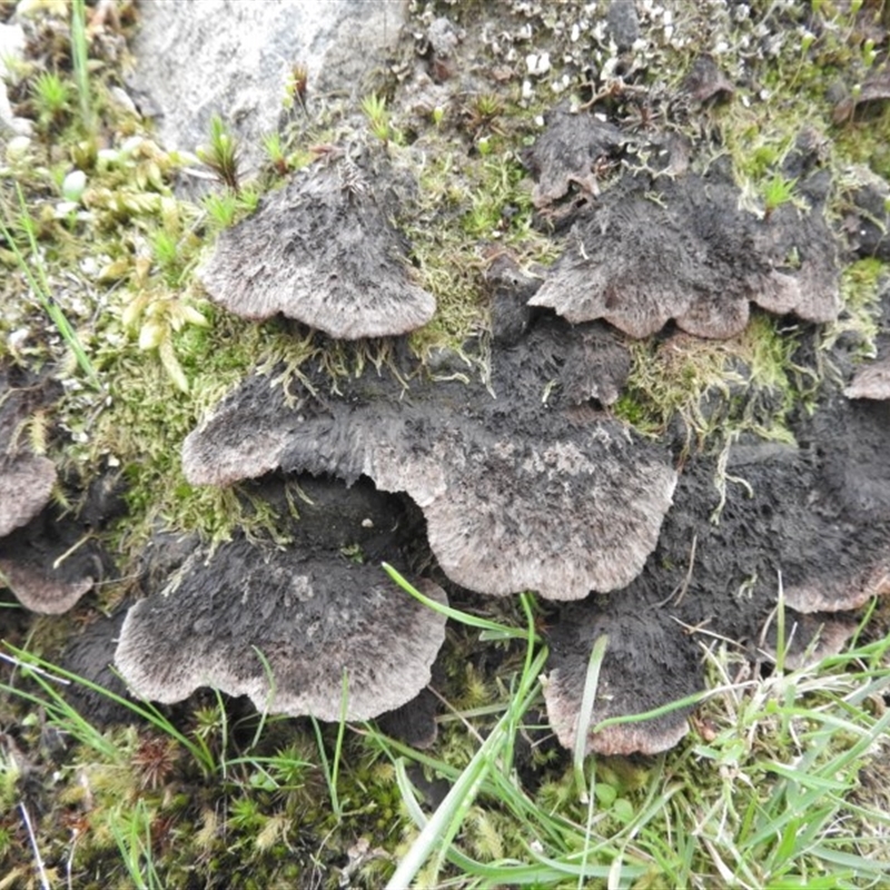 Arrhenia 'hairy acerosa'