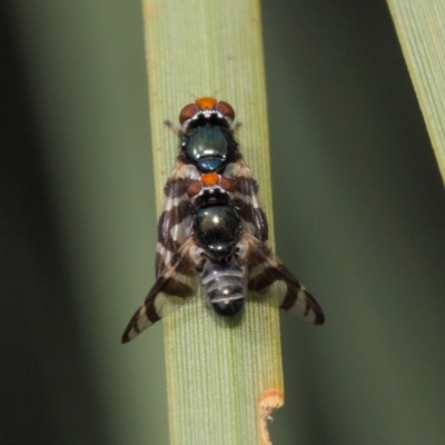 Rivellia sp. (genus)