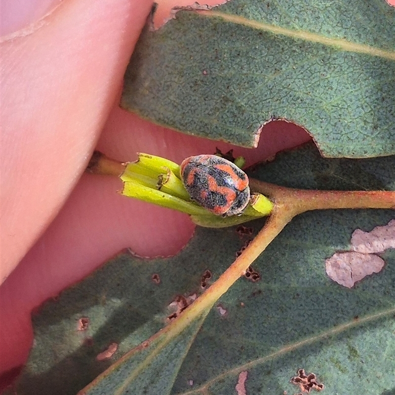 Rodolia cardinalis