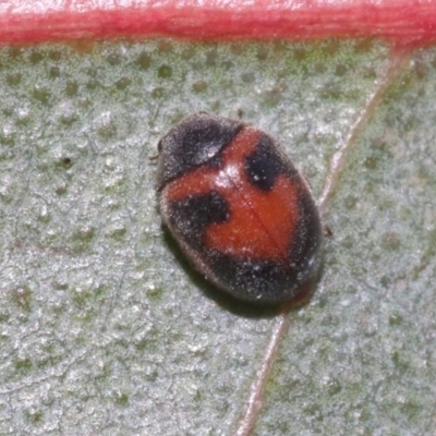 Rodolia sp. (genus)