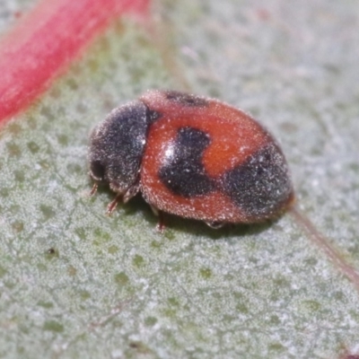 Rodolia sp. (genus)