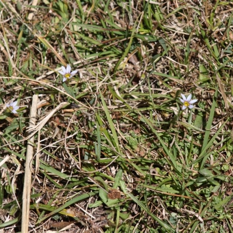 Romulea minutiflora