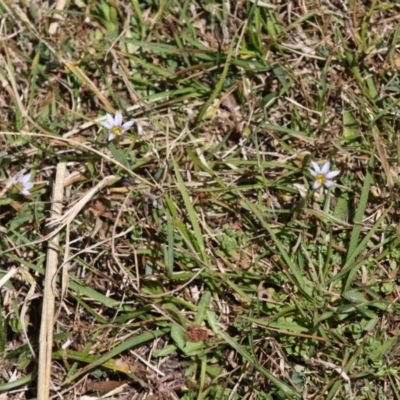 Romulea minutiflora