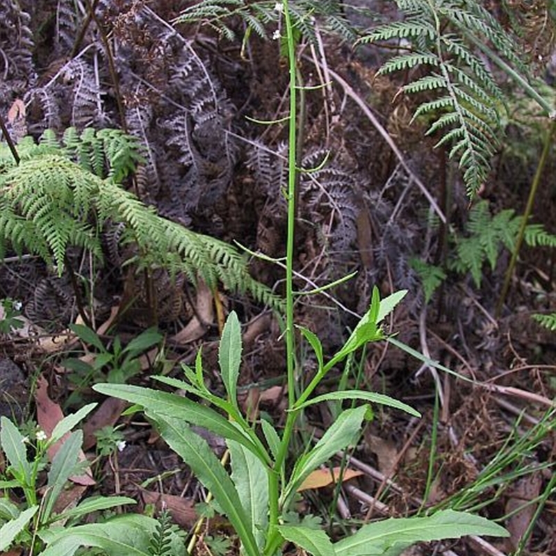 Rorippa gigantea