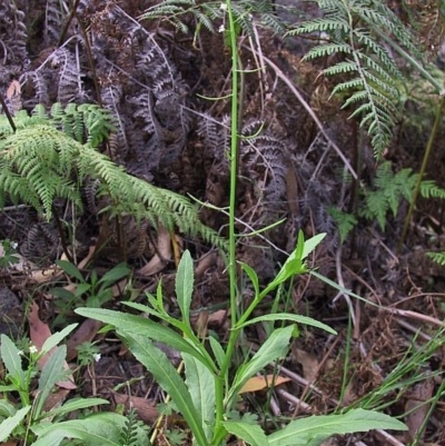 Rorippa gigantea