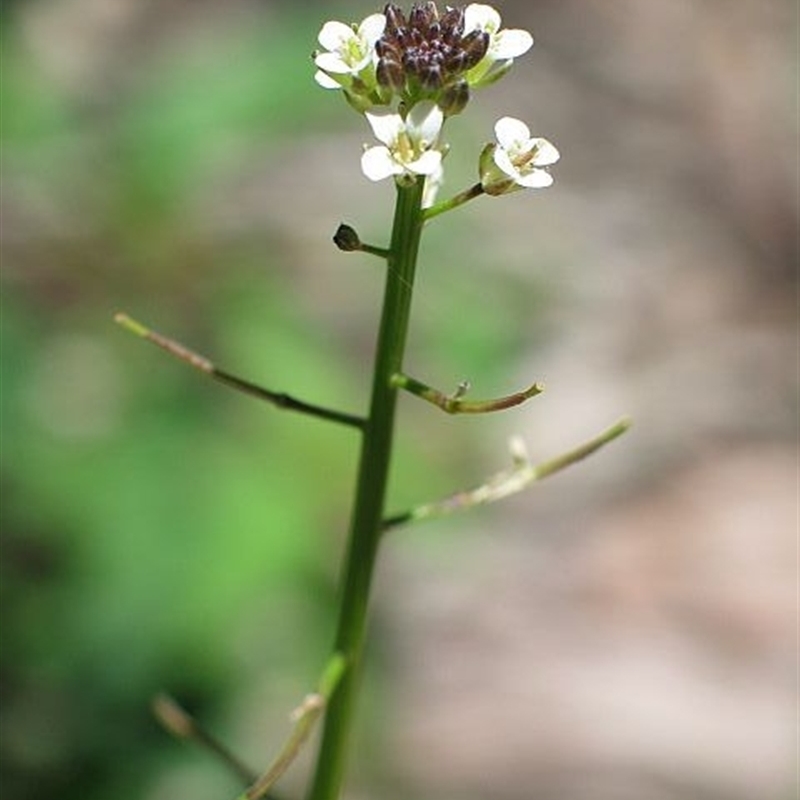 Rorippa gigantea