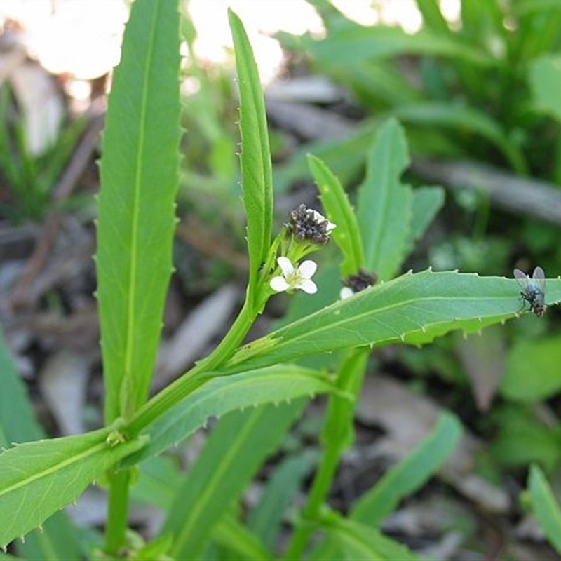 Rorippa gigantea