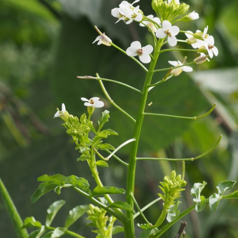 Rorippa microphylla