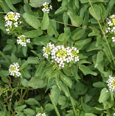 Rorippa nasturtium-aquaticum