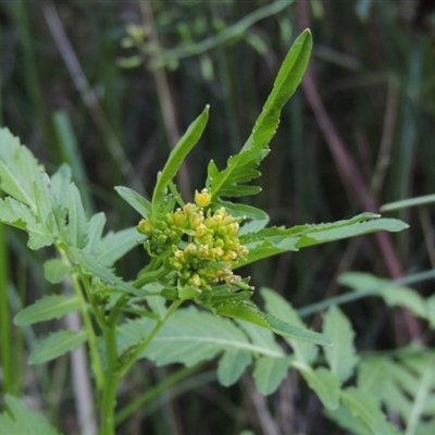 Rorippa palustris