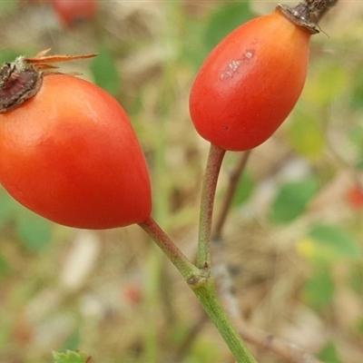 Rosa canina