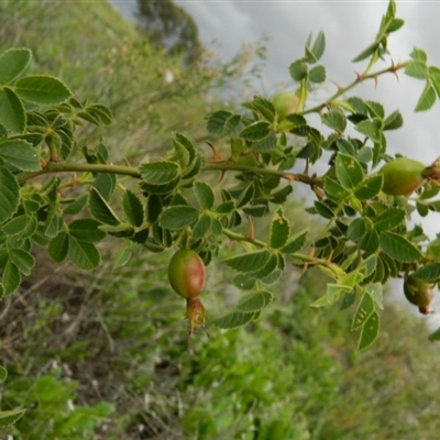 Rosa rubiginosa