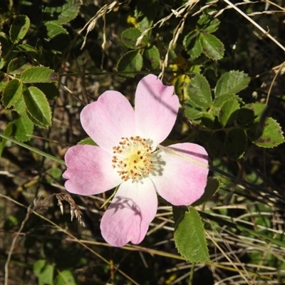 Rosa sp.