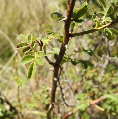 Rosa sp.