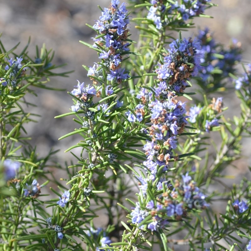 Rosmarinus officinalis