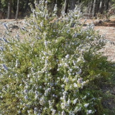 Rosmarinus officinalis