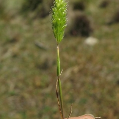 Rostraria cristata