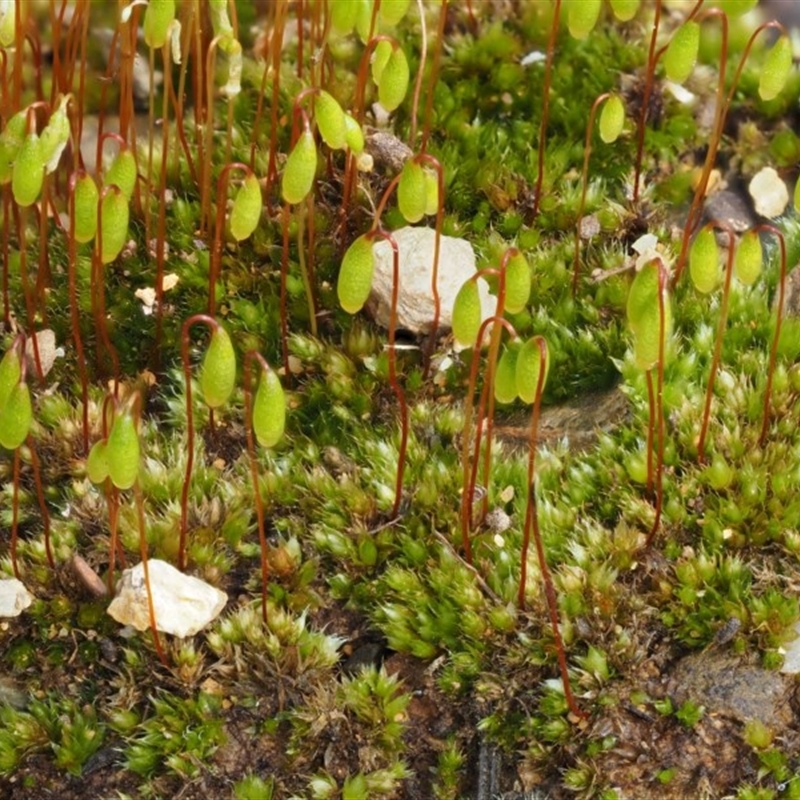 Rosulabryum sp.