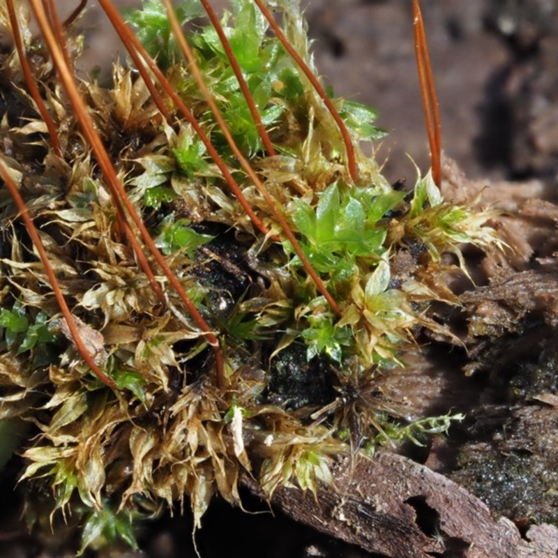 Rosulabryum sp.