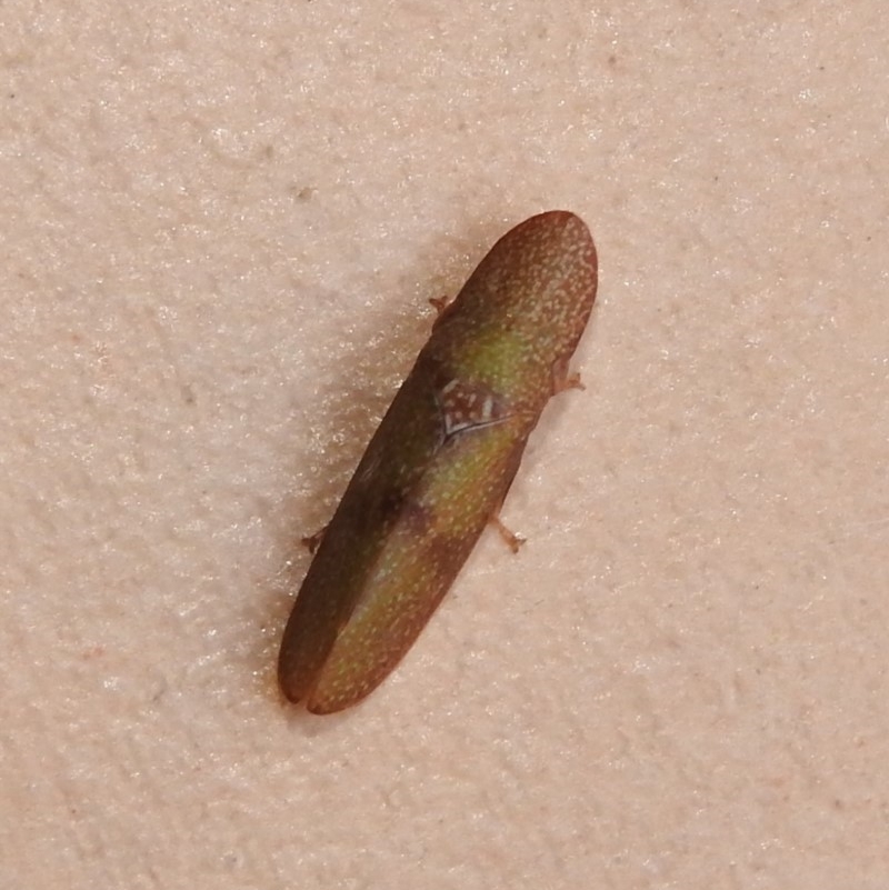 Rubria sanguinosa