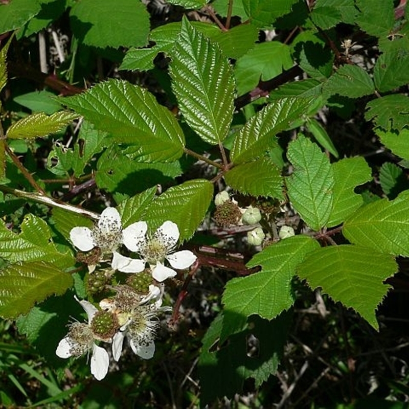 Rubus fruticosus