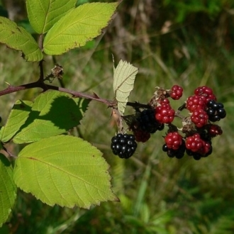 Rubus fruticosus agg. complex