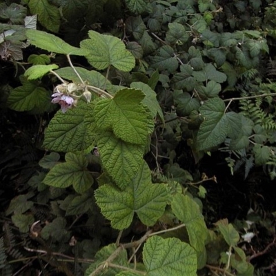 Rubus moluccanus var. trilobus