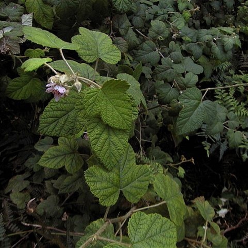 Rubus moluccanus var. trilobus