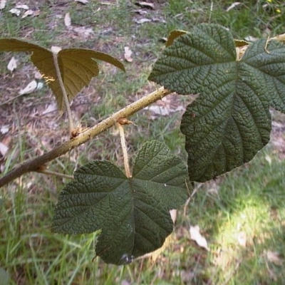 Rubus moluccanus var. trilobus