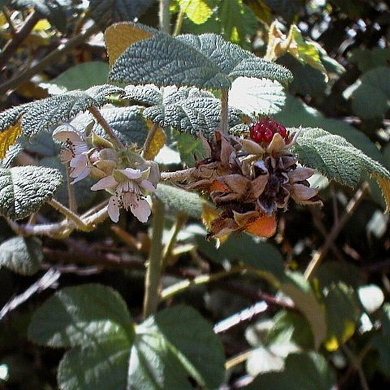 Rubus moluccanus var. trilobus