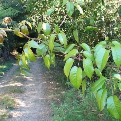 Rubus nebulosus