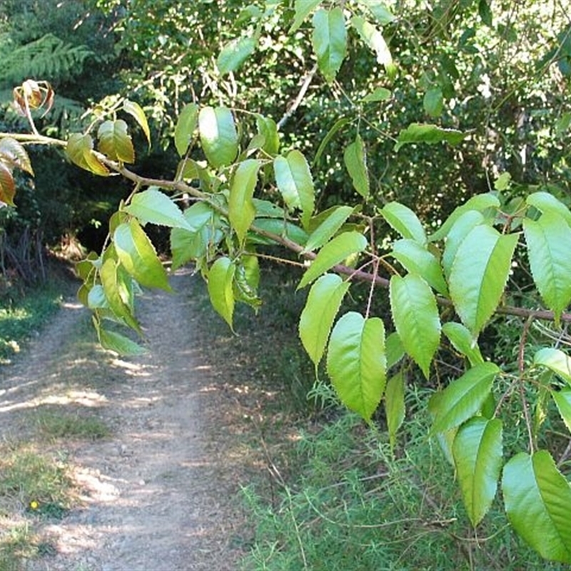 Rubus nebulosus