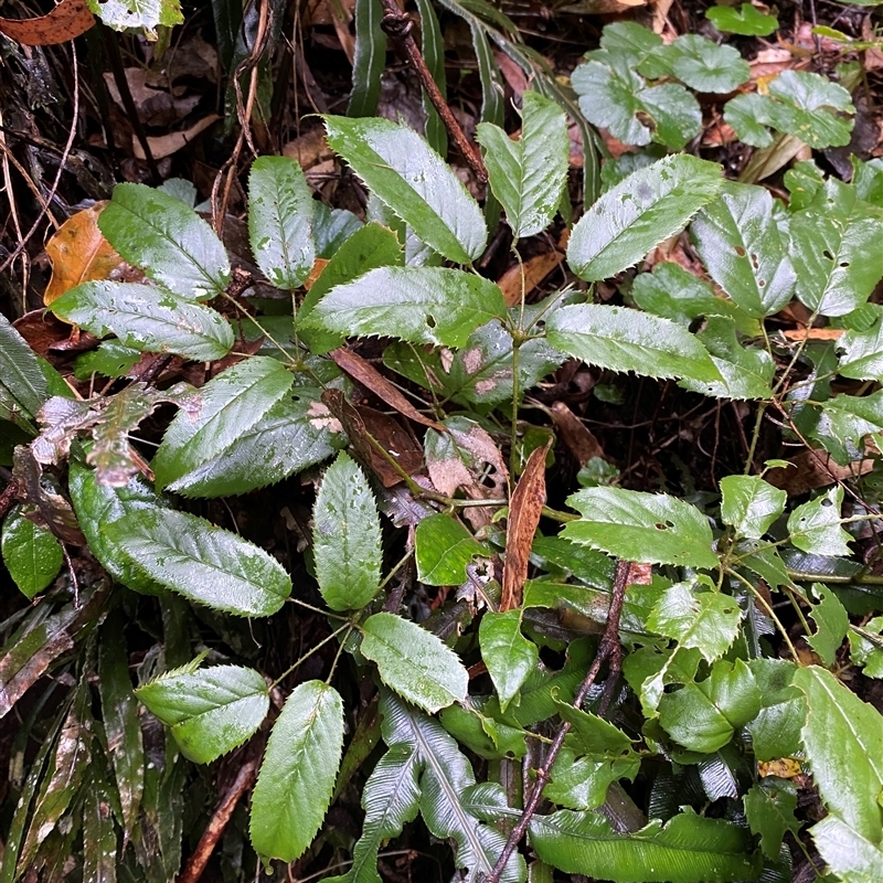 Rubus nebulosus