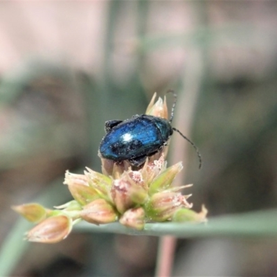 Arsipoda chrysis