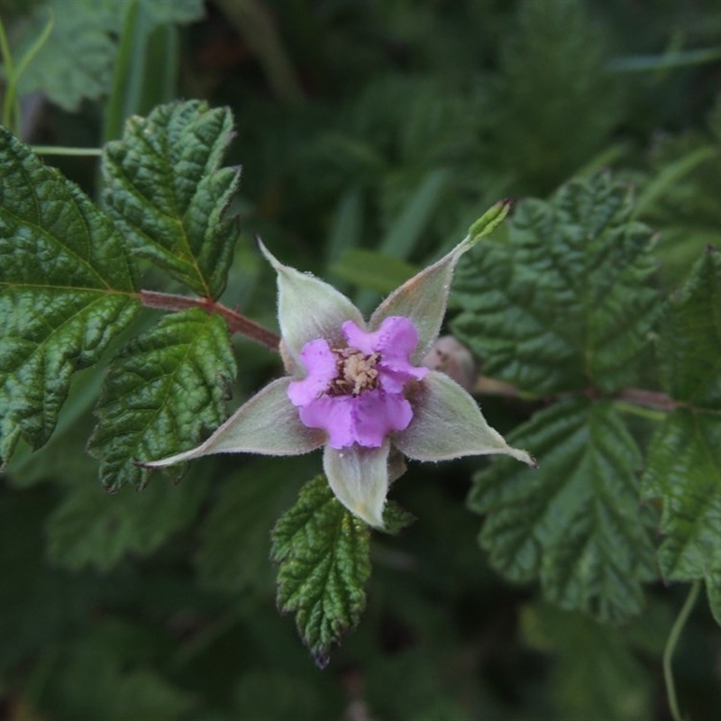 Rubus parvifolius