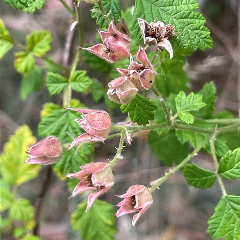 Rubus parvifolius