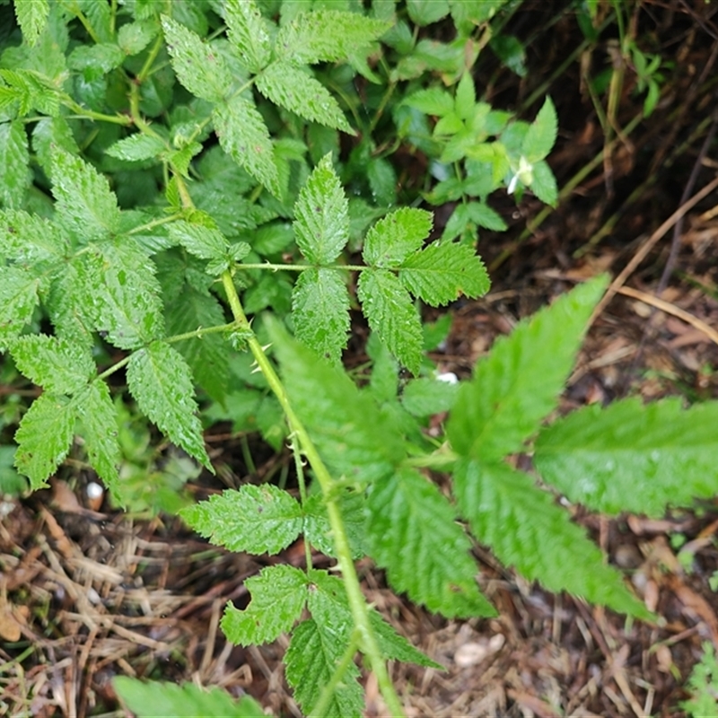 Rubus rosifolius