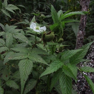 Rubus rosifolius var. rosifolius