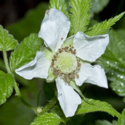 Rubus rosifolius var. rosifolius