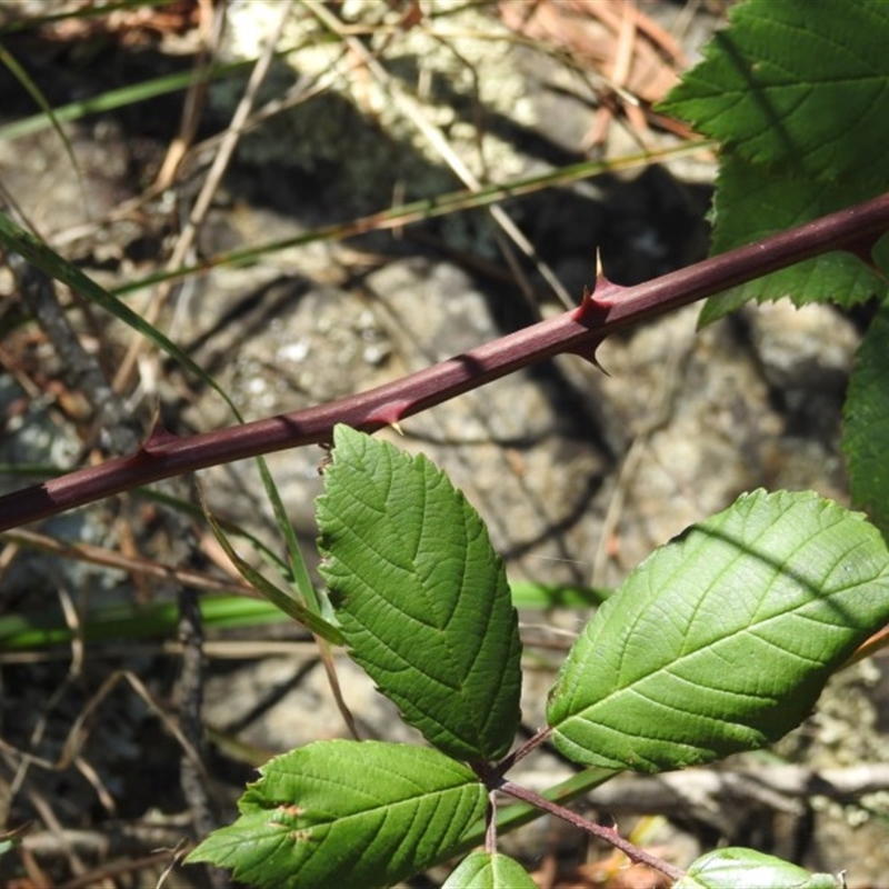 Rubus sp.