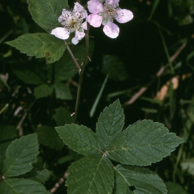 Rubus ulmifolius